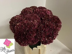 Hydrangea Pink Ruby Classic 80cm 21-23cm Hd