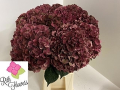 Hydrangea Pink Ruby Classic 60cm 18-20cm Hd