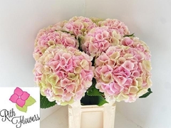Hydrangea Royal Delight 80cm 21-23cm Hd