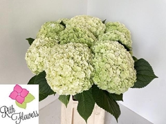 Hydrangea Royal Highness Classic 80cm 26-28cm Hd
