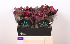 Helleborus Classic One 40cm