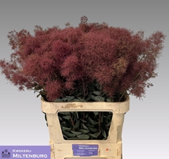 Cotinus Coggygria Magical Torch 90cm