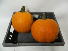 Cucurbita Maxima Halloween 25cm