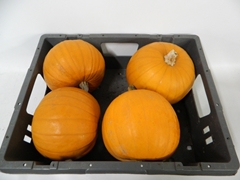 Cucurbita Maxima Halloween 18cm