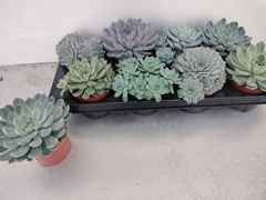 Echeveria Mix 12Ø 15cm