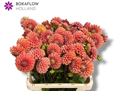 Dahlia Cornel Bronze 60cm