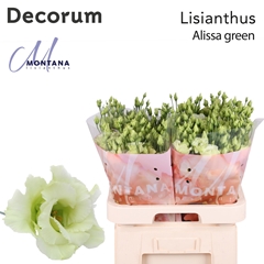 Eustoma Double Alissa Green 70cm