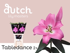 Lily Oriental Tabledance 80cm 2+