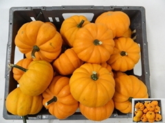 Cucurbita Pepo Jack Be Little 12cm