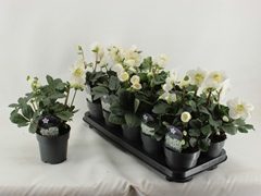 Helleborus Christmas Carol 12Ø 29cm