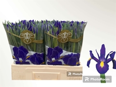 Iris Blue Magic 56cm 30gr.