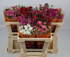 Dianthus Spray Single Solomio Mix 50cm