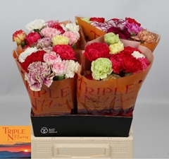 Dianthus Single Mix Per Bunch 40cm