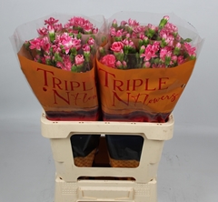 Dianthus Spray Star Cherry Tessino 55cm