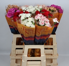 Dianthus Single Mix 70cm