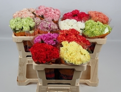 Dianthus Single Mix 45cm