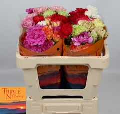 Dianthus Single Mix Per Bunch 45cm