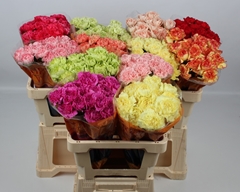 Dianthus Single Mix 55cm