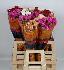 Dianthus Single Mix 75cm