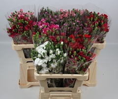 Dianthus Spray Single Solomio Mix 55cm