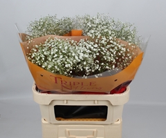 Gypsophila Paniculata Zinzi Discovery 80cm 30gr.