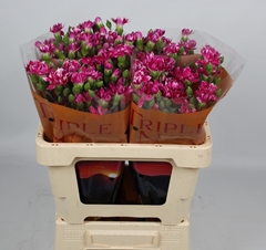 Dianthus Star Fruity Tessino 50cm