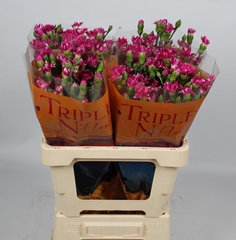 Dianthus Star Fruity Tessino 55cm