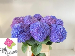 Hydrangea Pimpernel 100cm 24-26cm Hd