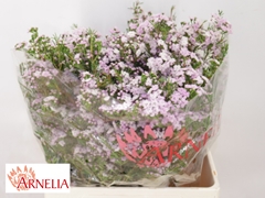 Chamelaucium Dancing Queen 60cm 70gr.
