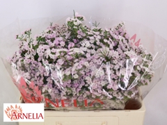 Chamelaucium Dancing Queen 50cm 70gr.