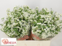 Chamelaucium Ofir 60cm 45gr.