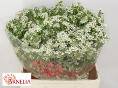 Chamelaucium Ofir 60cm 90gr.