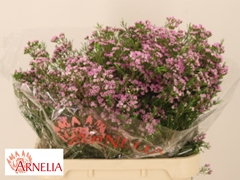 Chamelaucium Pirouette 80cm 70gr.