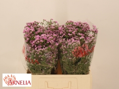 Chamelaucium Pirouette 60cm 35gr.