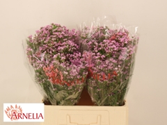 Chamelaucium Pirouette 60cm 20gr.