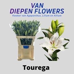 Lily Oriental Tourega 85cm 6+