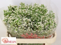 Chamelaucium Pearl Buttons 70cm 70gr.