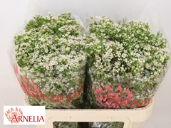 Chamelaucium Pearl Buttons 70cm 45gr.