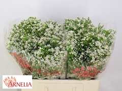 Chamelaucium Pearl Buttons 55cm 45gr.