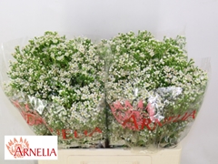 Chamelaucium Pearl Buttons 55cm 25gr.