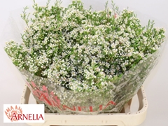Chamelaucium Pearl Buttons 80cm 90gr.