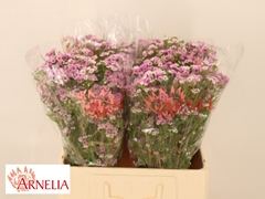 Chamelaucium Giselle 60cm 20gr.