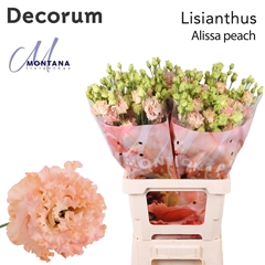 Eustoma Double Alissa Peach 60cm