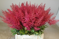 Astilbe Paul Gäarder 45cm