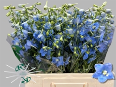 Delphinium Single Ballkleid 60cm
