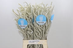 Amaranthus Lividus Yearming Desert 70cm