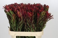 Leucadendron Safari Sunset 80cm