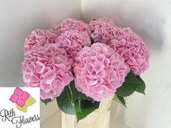 Hydrangea Royal Delight 60cm 18-20cm Hd