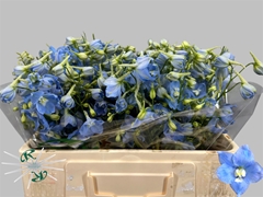 Delphinium Single Ballkleid 50cm