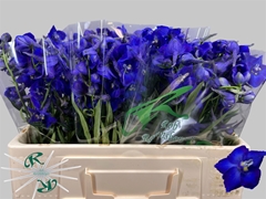Delphinium Single Atlantis 50cm